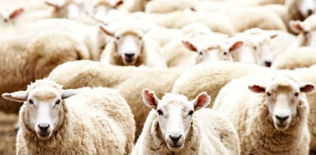 广东省清远市合创农场牛羊养殖园销售牛羊肉牛羊养殖基地